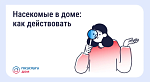 Насекомые в доме: как действовать